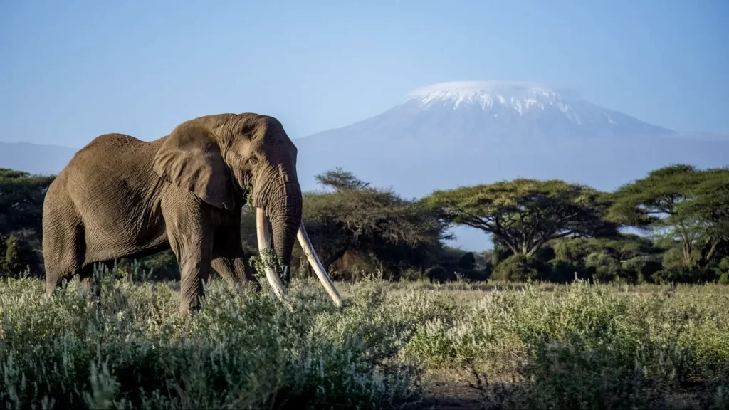 3-day Amboseli safari with tour van – October to mid-December