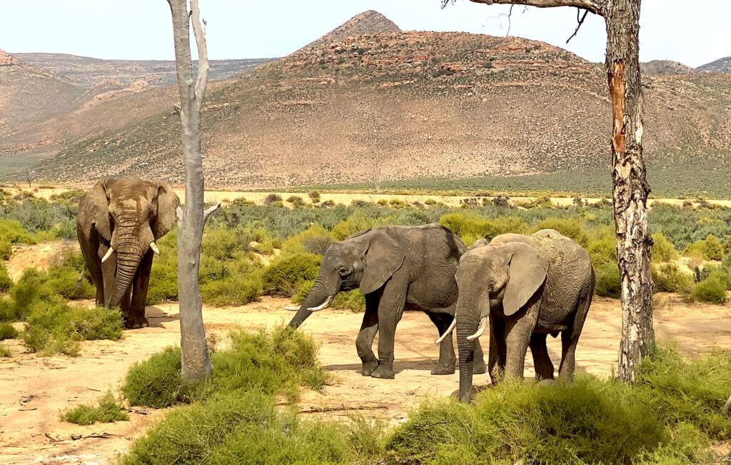 7 days Cape Town and Aquila Private Game Reserve Tour