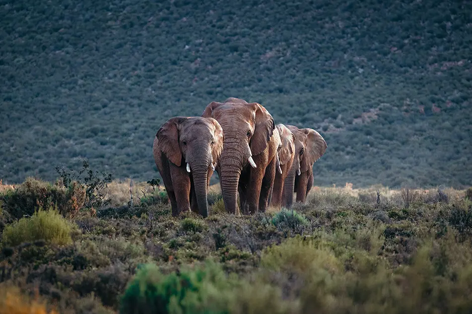 7-day safari of Cape Town, Aquila, and Paarl
