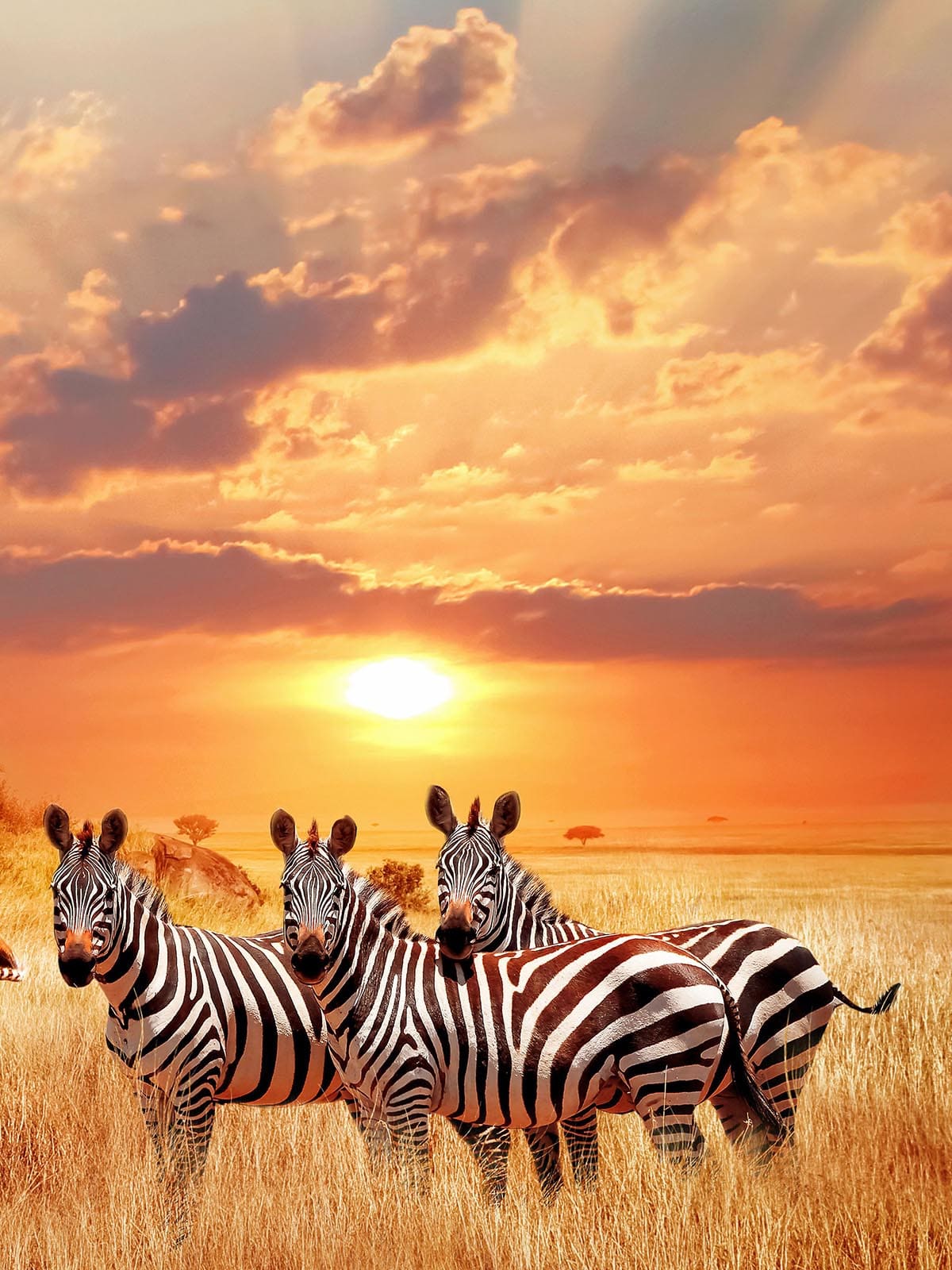 Local Safaris
