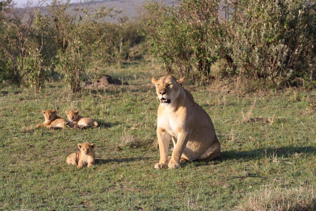 12 days tour of Kenya and Tanzania Lake Nakuru, Masai Mara, Serengeti, Ngorongoro, Lake Manyara, to Zanzibar