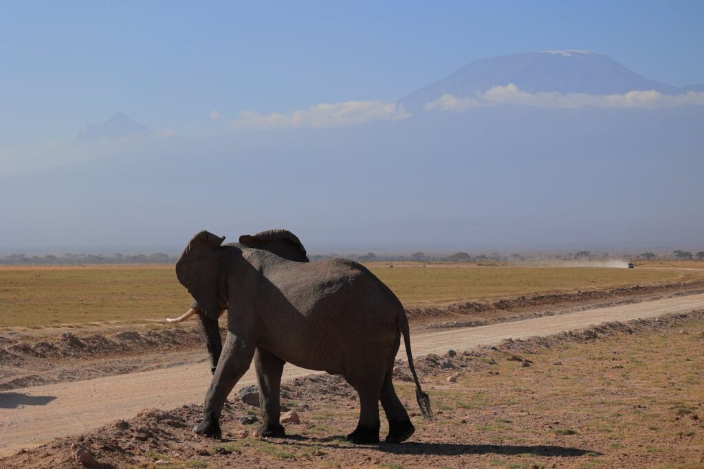 An elephant at Amboseli with mt Kilimanjaro visible