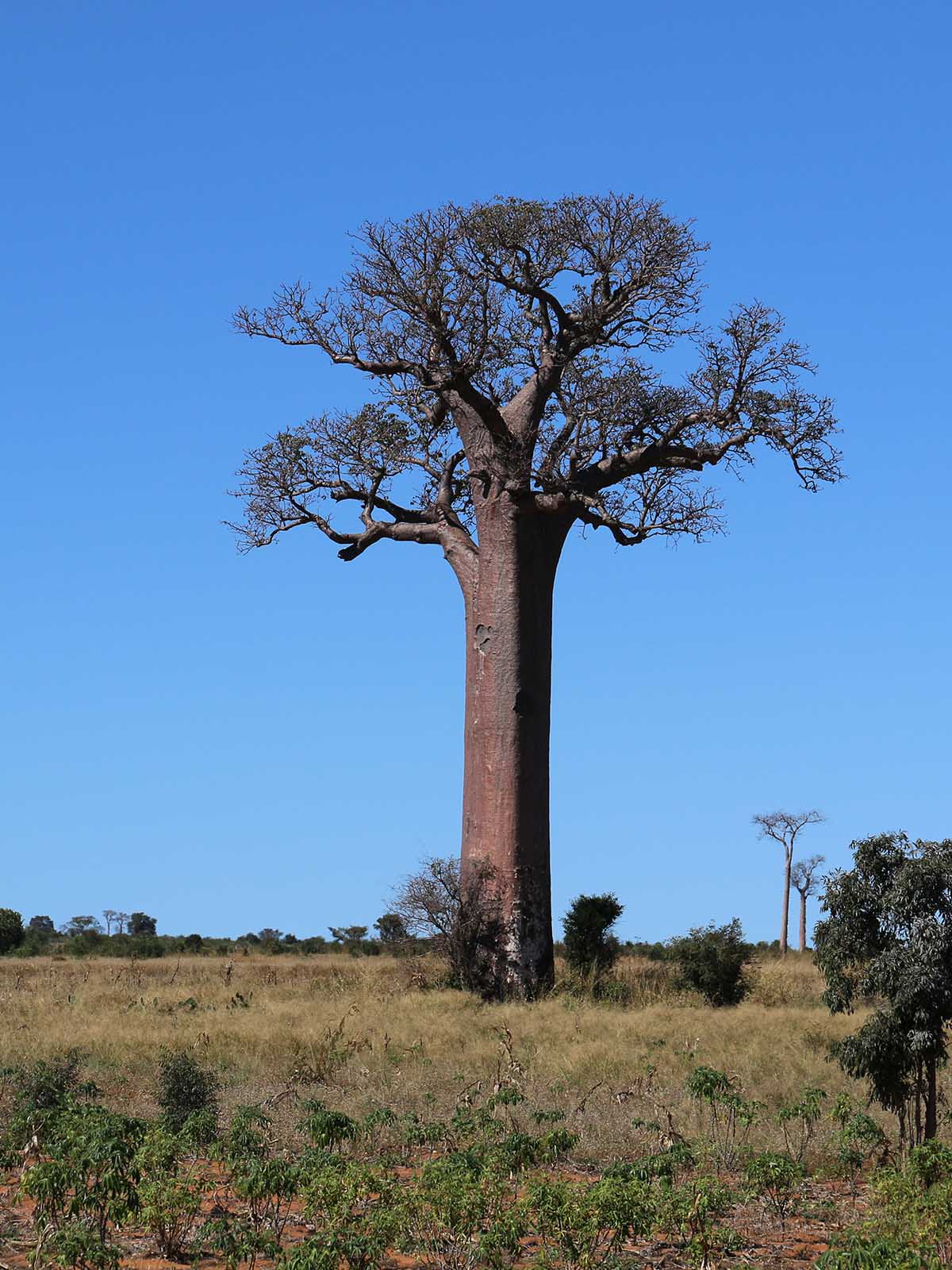 Botswana