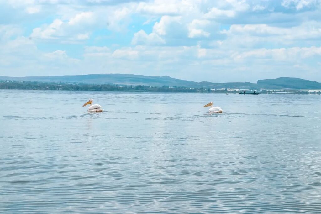 9 days of Kenya and Tanzania experience in Lake Naivasha, Masai Mara, Serengeti, Ngorongoro, and Amboseli