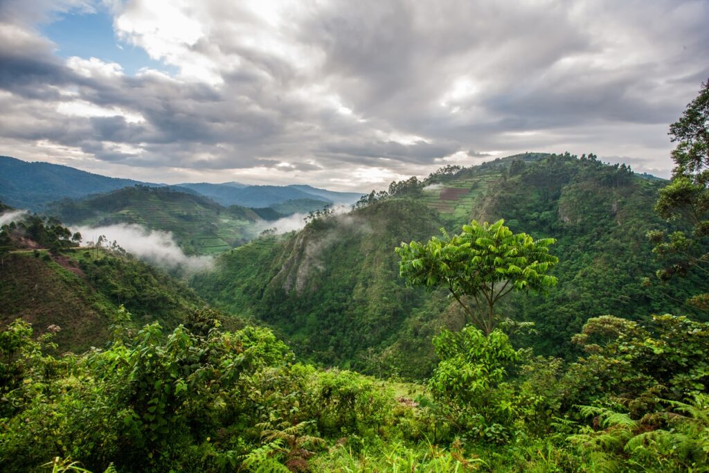 Bwindi Impenetrable Forest