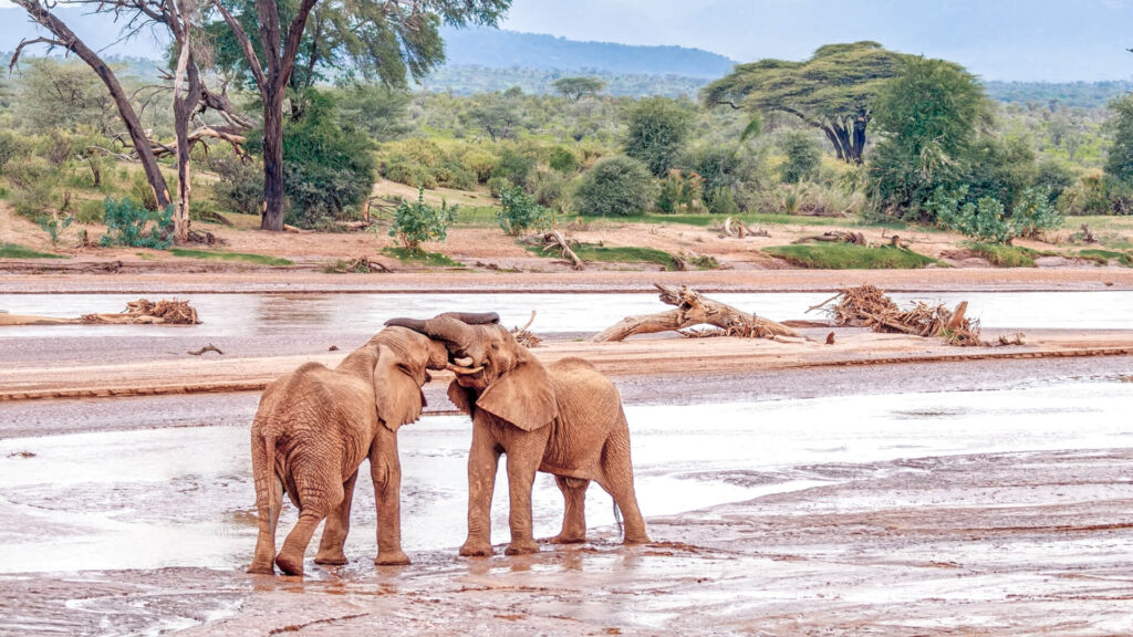 7 days safari of Samburu, Aberdares, Lake Nakuru, Lake Naivasha, and the Masai Mara