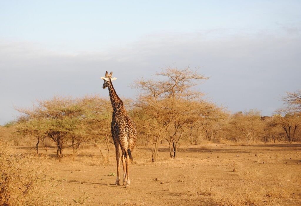a Giraffe at Amboseli