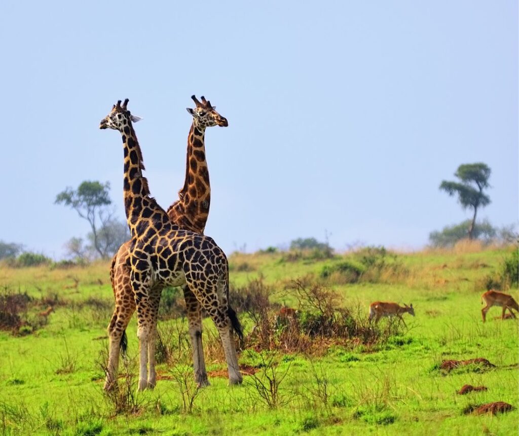 giraffes in Uganda