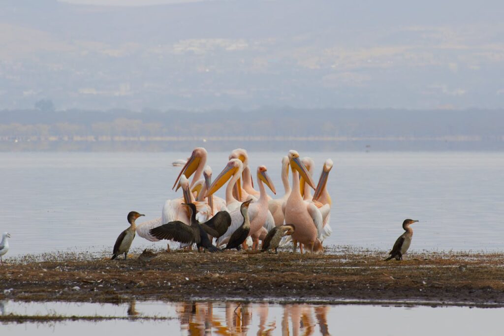 Lake nakuru