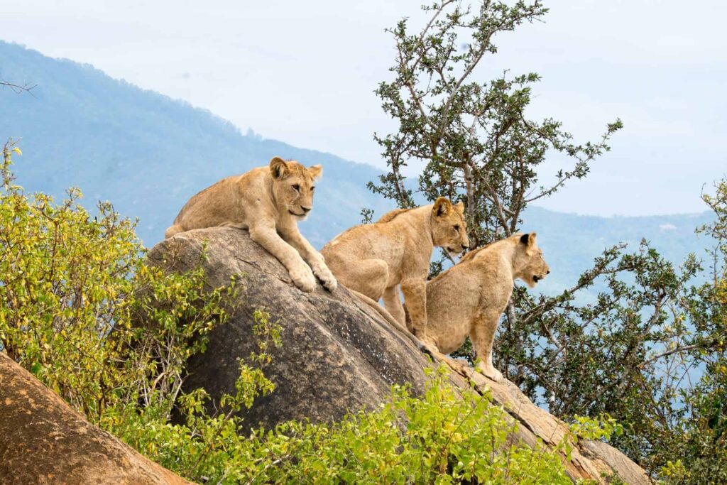 4 days adventure through Tsavo East, Tsavo West, and Amboseli National Parks