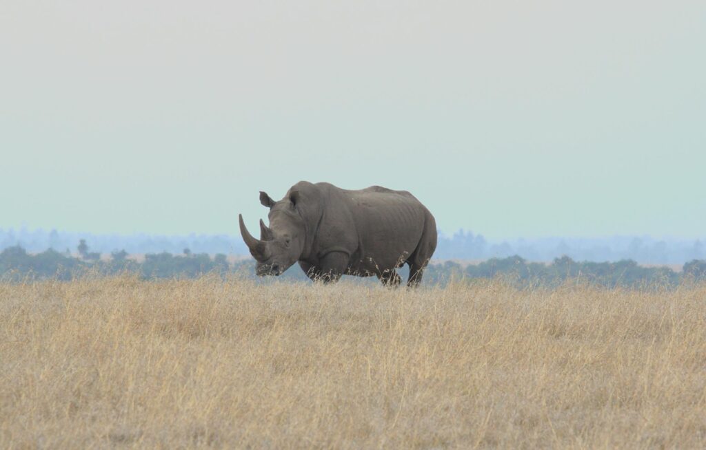 5 days epic tour of the Ol Pejeta Conservancy, Lake Naivasha, and the Masai Mara