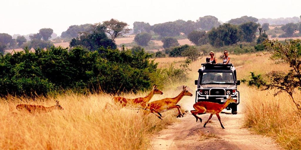 8 days African tour of Entebbe, Kibale, Queen Elizabeth, Ishasha, Bwindi Impenetrable, and Kampala