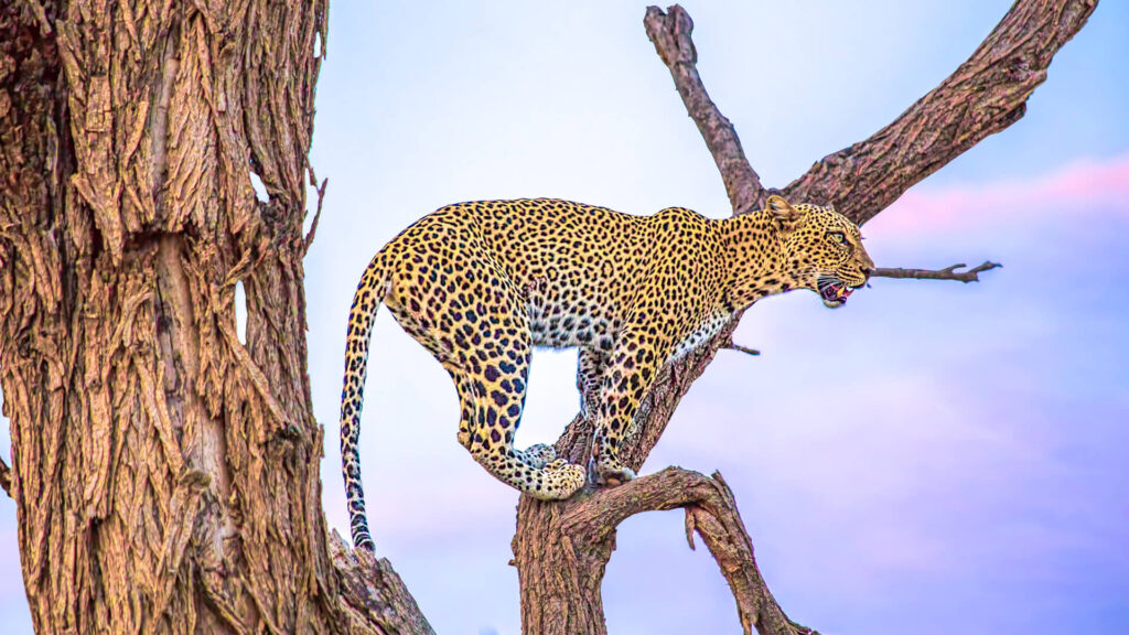 A leopard at Samburu national park