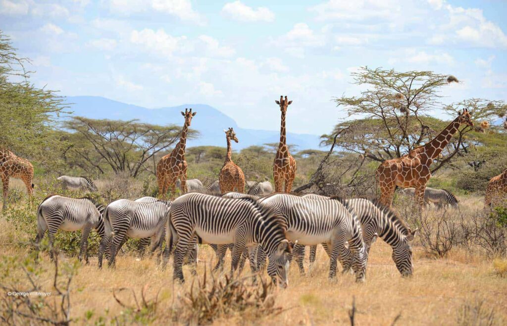 Zebras and giraffes at Samburu national park