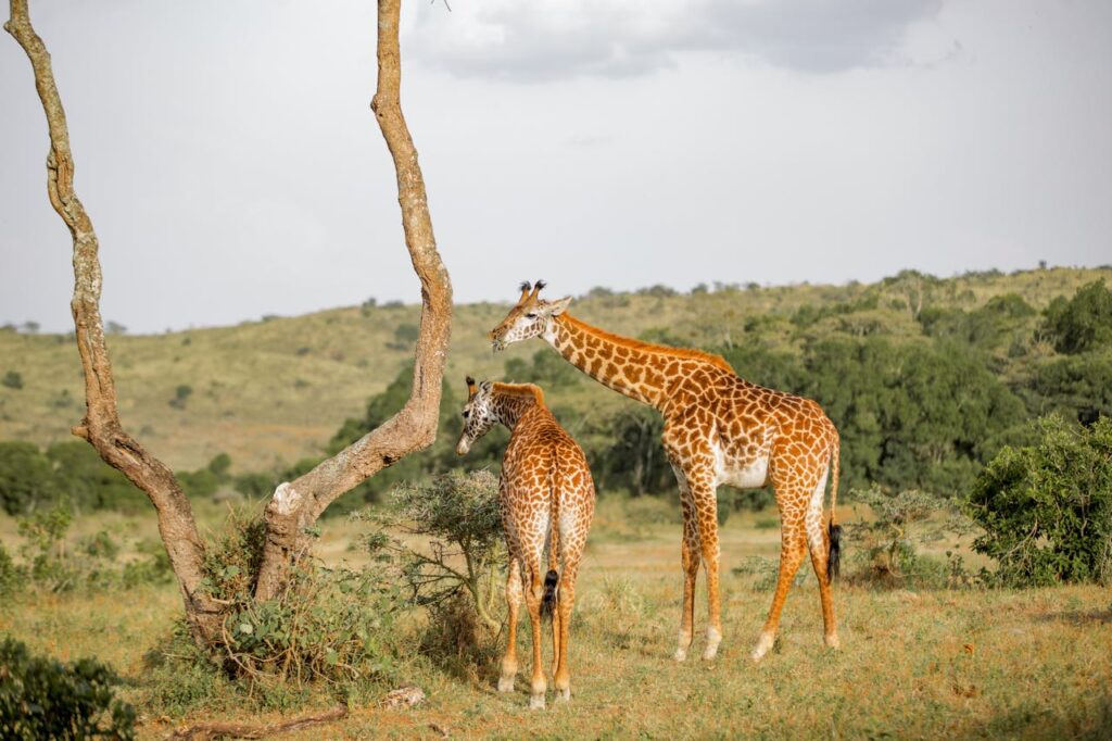 Serengeti national park image 2