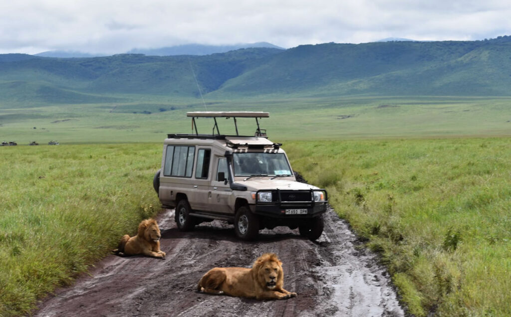 lions at ngorongoro-conservation