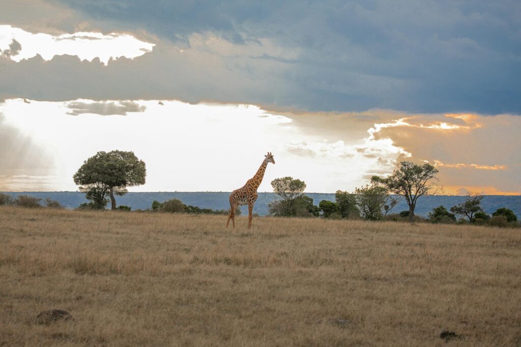 5 days safari in Amboseli and the Masai Mara