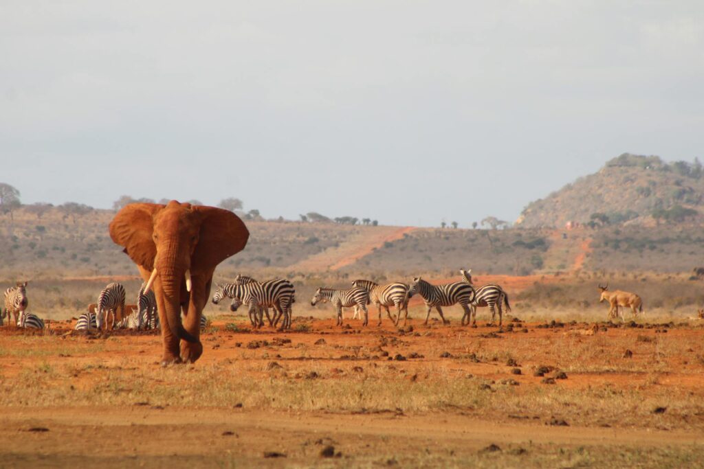 3 days safari combining Tsavo East and Amboseli National Parks