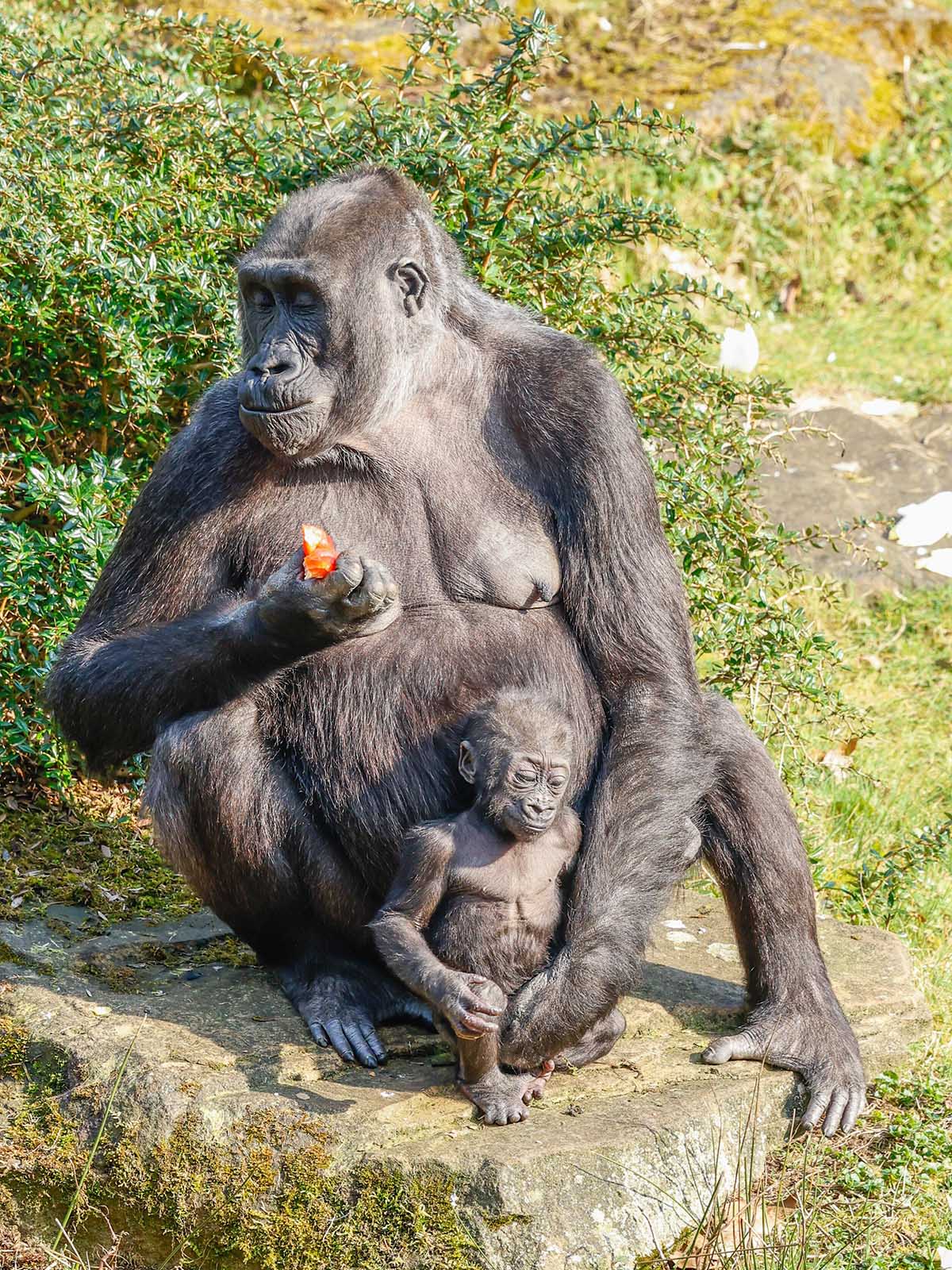 Uganda & Rwanda