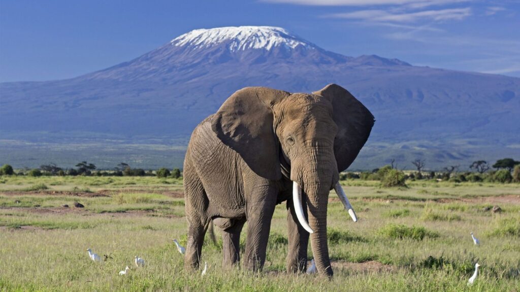 6 days Kenyan safari in Amboseli, Lake Naivasha, and the Masai Mara