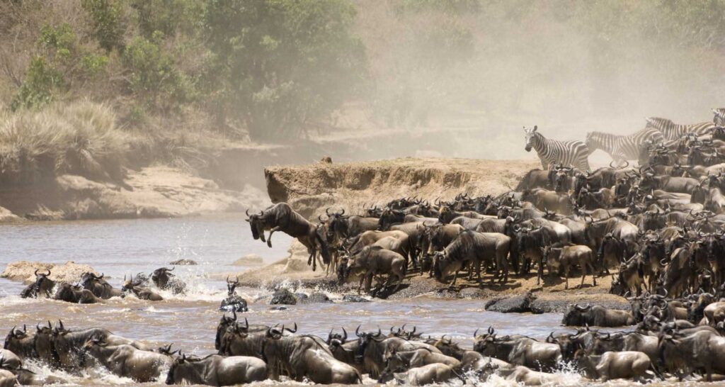 24-day African safari of Nairobi, Samburu, Ol Pejeta, Lake Nakuru, Maasai Mara, Victoria Falls (Zimbabwe), Chobe, Makgadikgadi, Khwai, & Johannesburg