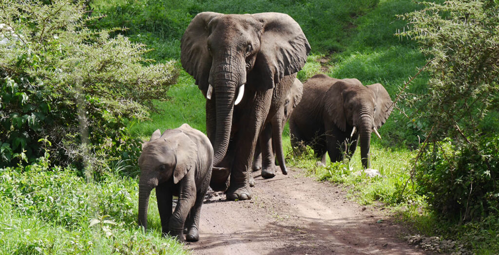 5 days adventure across Entebbe or Kampala, Kibale Forest, Ishasha, Bwindi Impenetrable, and Lake Bunyonyi