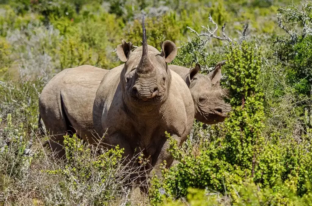 9-day expedition of Johannesburg, Gauteng, Pilanesberg, Black Rhino Reserve, and Sun City