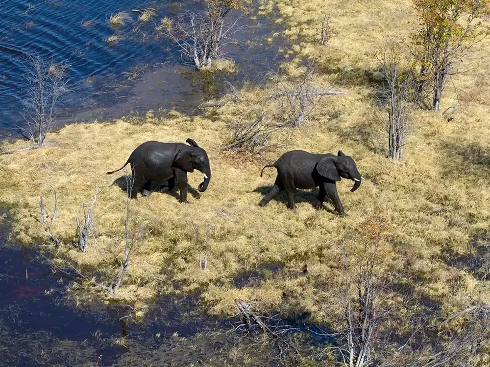 5 days of group safari in Xaxaba, Chiefs Island, and Maun
