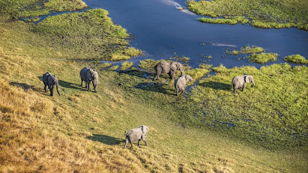 8 days of group safari in Khwai Concession, Moremi, Savuti, and Chobe Riverfront