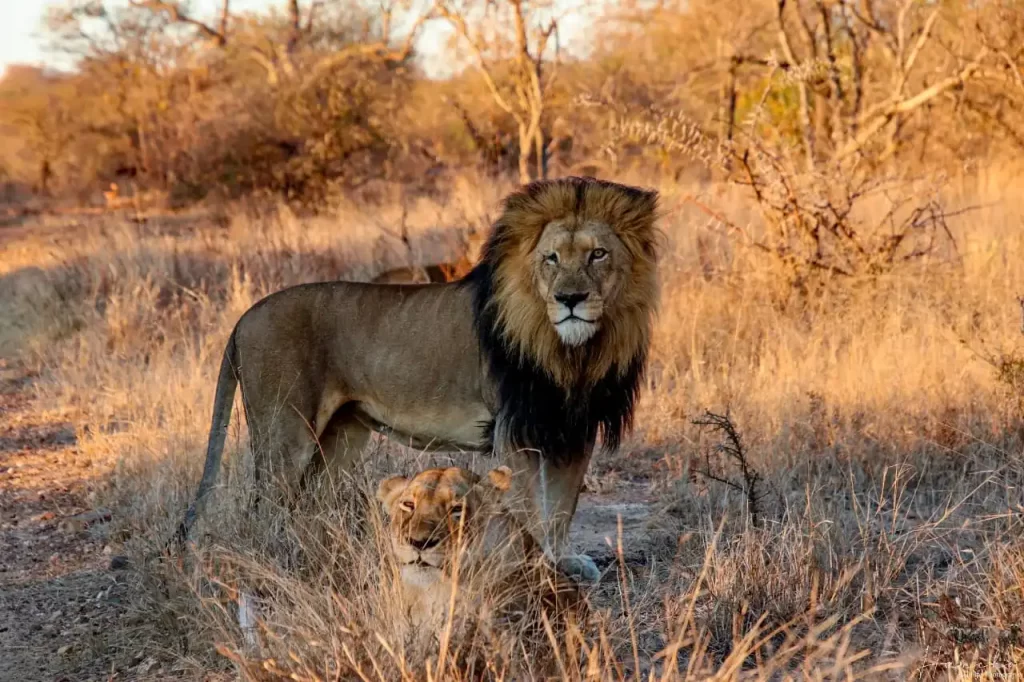 9 days of adventure in Cape Town, Kapama, and Johannesburg