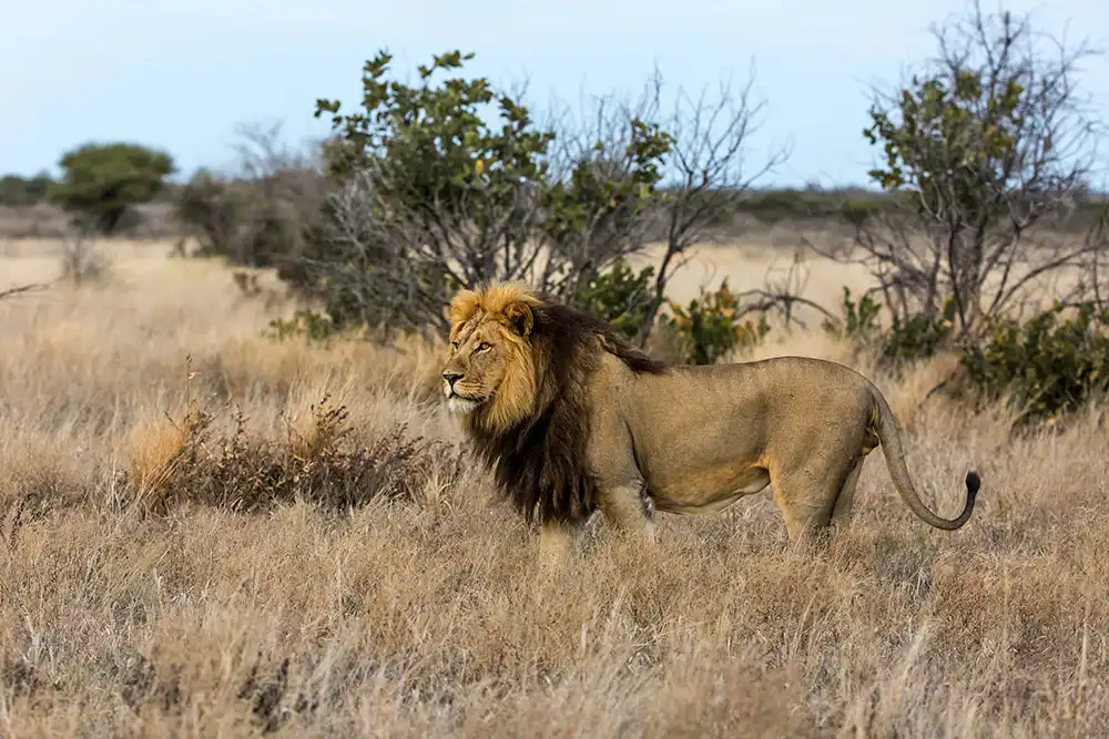 11-day excursion of Johannesburg, Gauteng, Karongwe, Kruger, and Cape Town