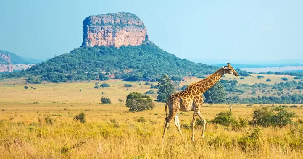 10-day epic tour of Johannesburg, Gauteng, Kruger, Karongwe , and Cape Town