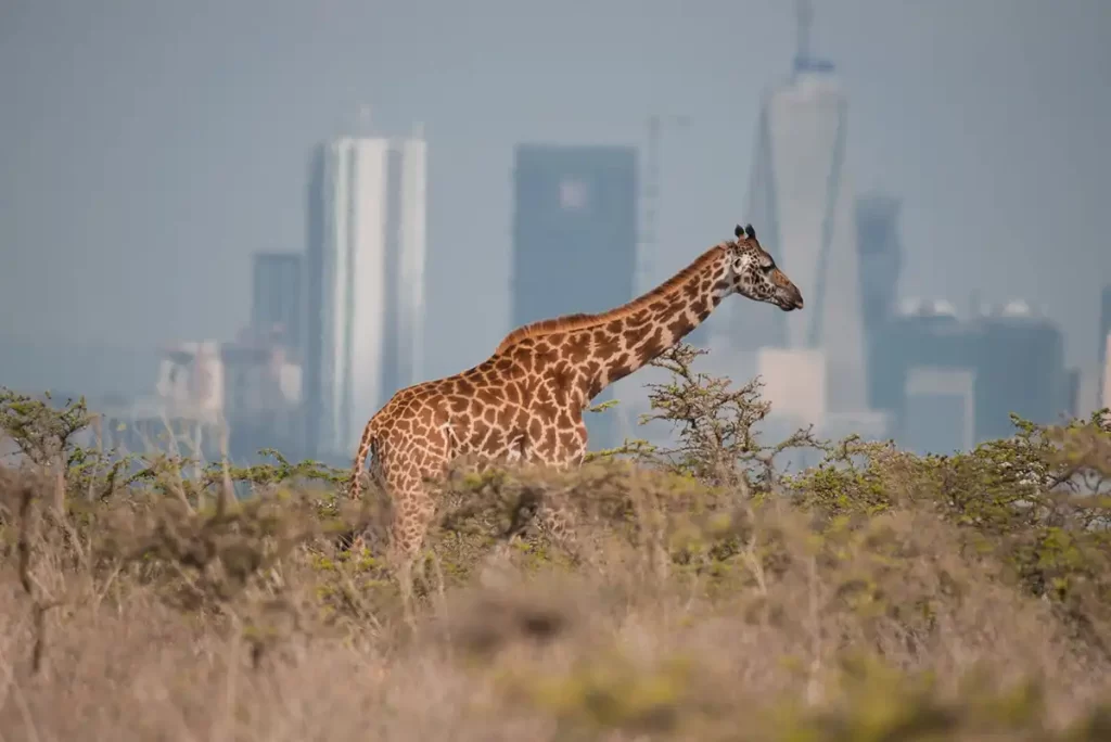 15 days of discovering Nairobi, Ol Pejeta, Aberdare, Naivasha, Victoria Falls (Zimbabwe), Chobe, and Johannesburg