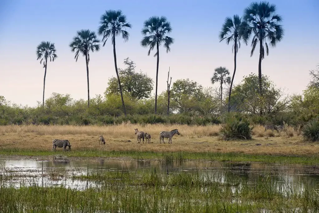 6 days of exploring Chobe National Park, Mababe Concession, and Khwai Region