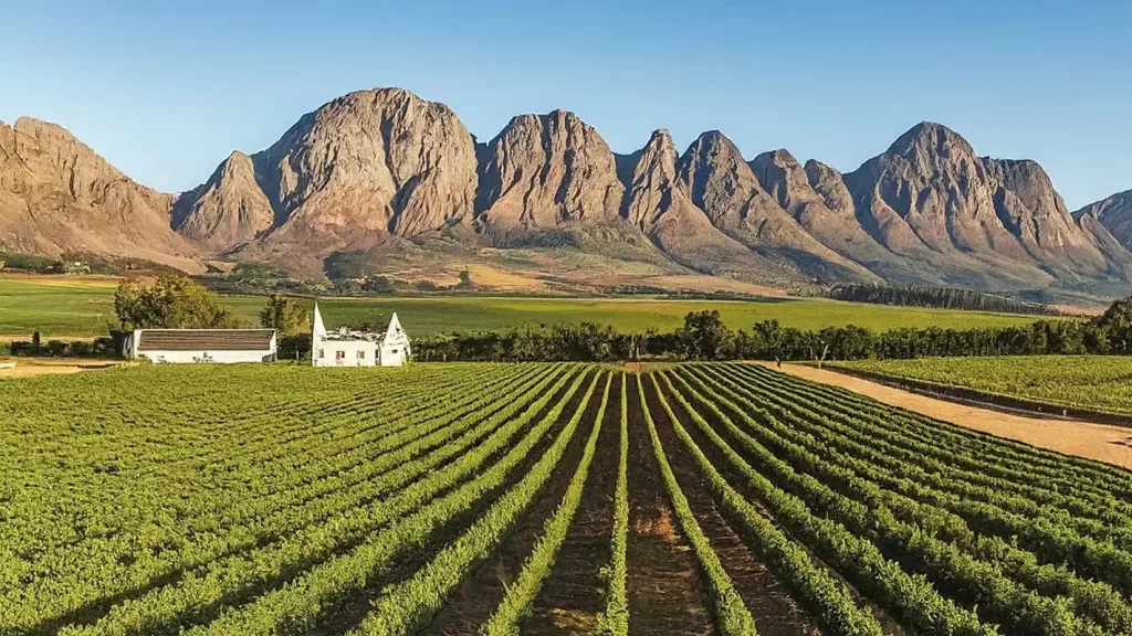 5-day tour of Cape Town, Stellenbosch, Franschhoek, and Paarl Wine Region
