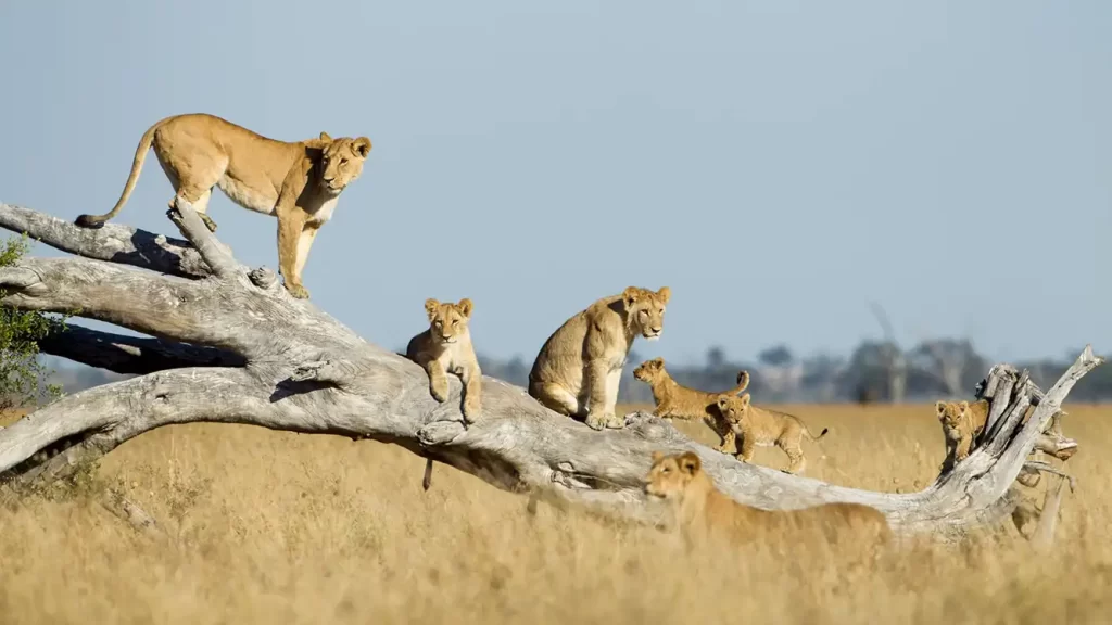 8 days expedition from Chobe, Savuti, Khwai Concession, and Maun