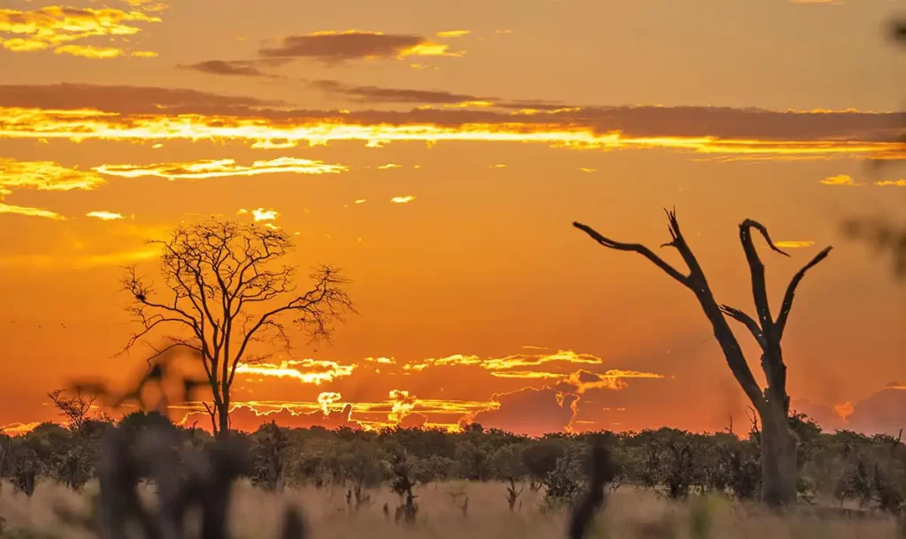 10 days of touring Chobe, Savuti, Khwai Concession, Okavango Delta, NG32 Concession, and Maun