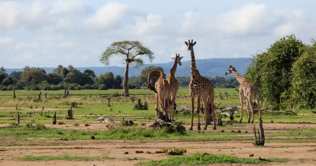 South Luangwa