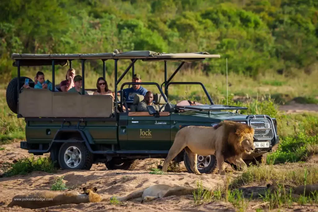 Southern-Kruger male lion