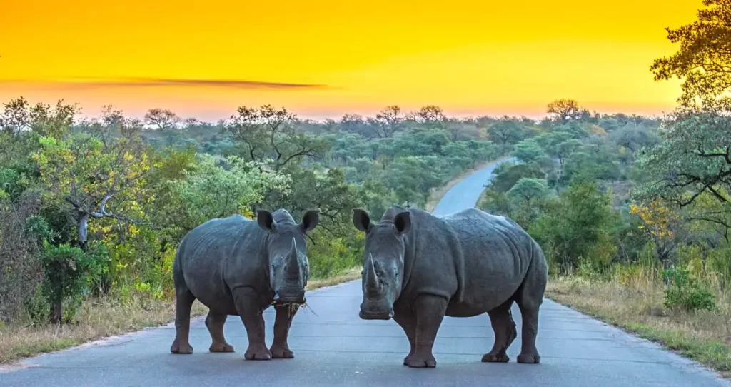 12-day expedition of Johannesburg, Gauteng, Pretoria, Karongwe, Kruger, Cape Town, and Aquila
