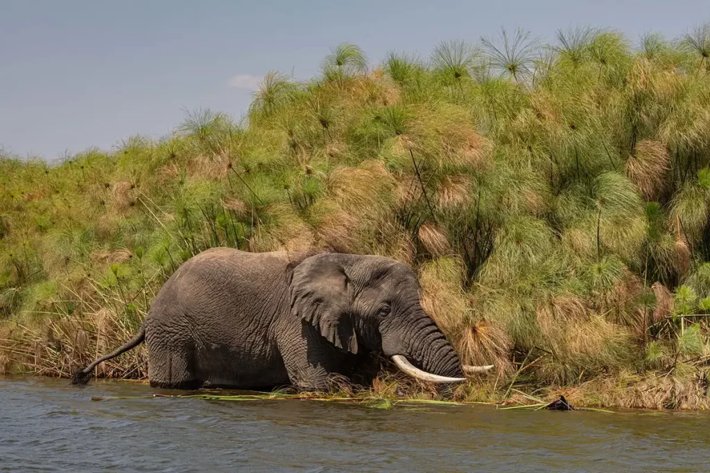 elephant at Akagera-National-Park