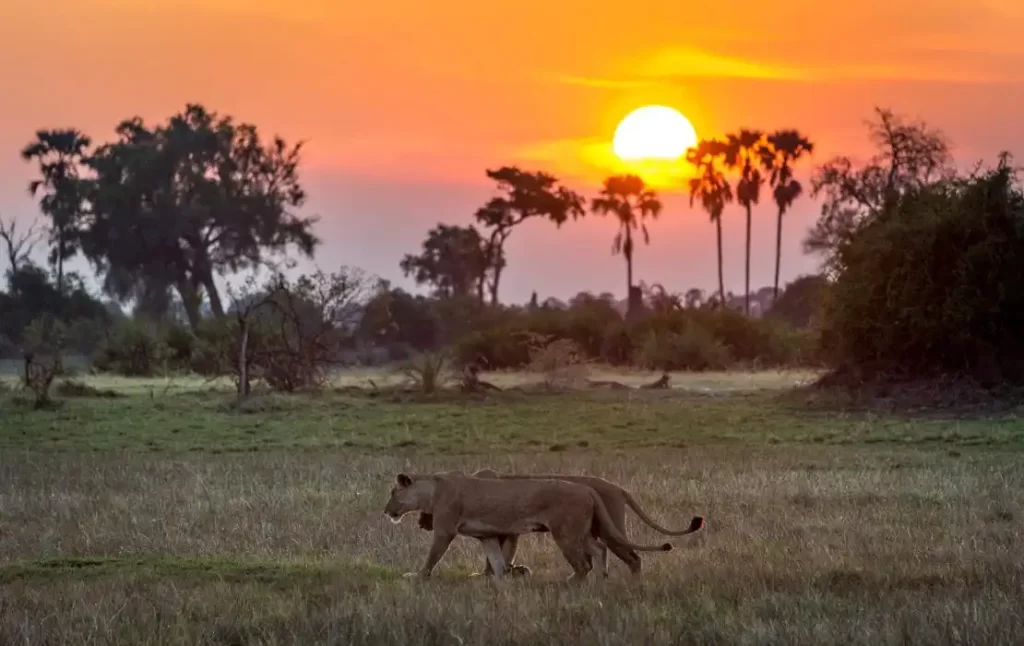 10 days of epic safari in Moremi Game Reserve, Khwai Concession, Savuti, and Kasane
