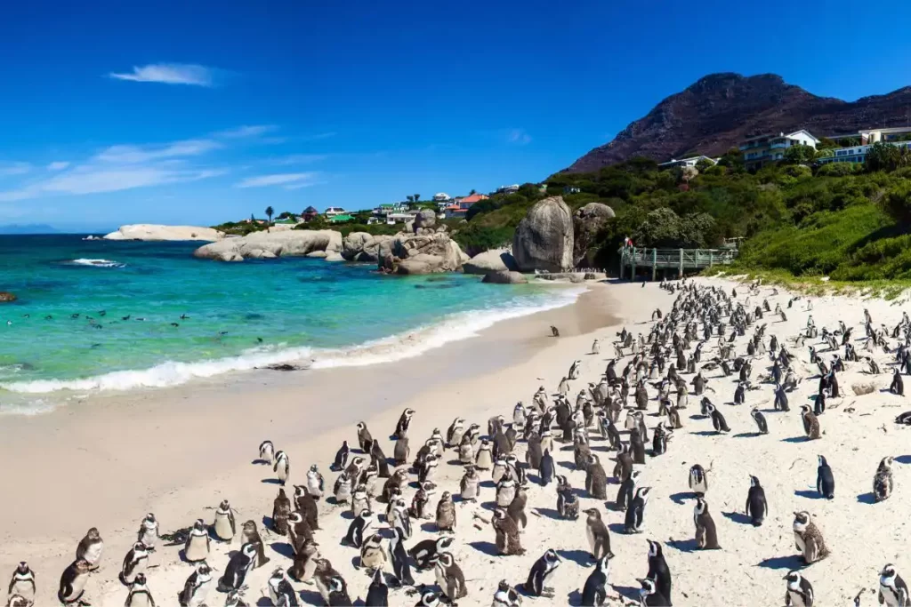 2 days of adventure in Cape Town