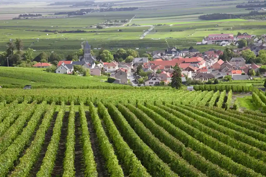 Burgundy vineyard