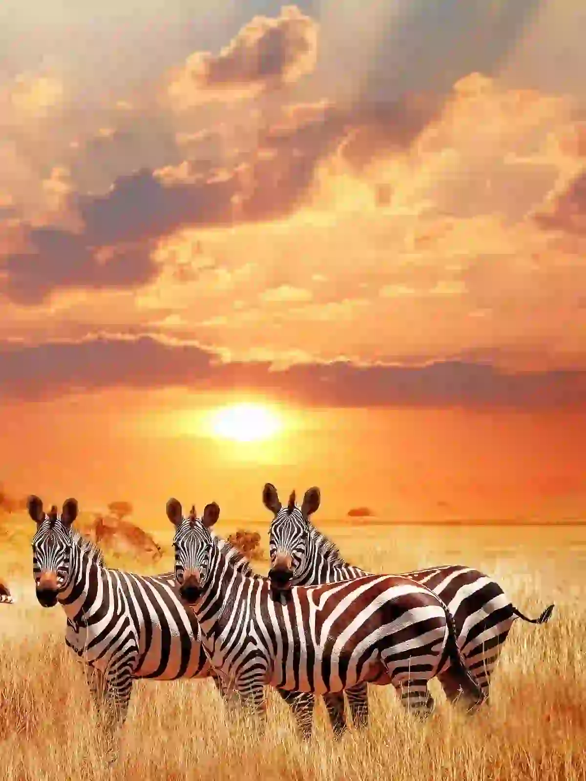Local Safaris