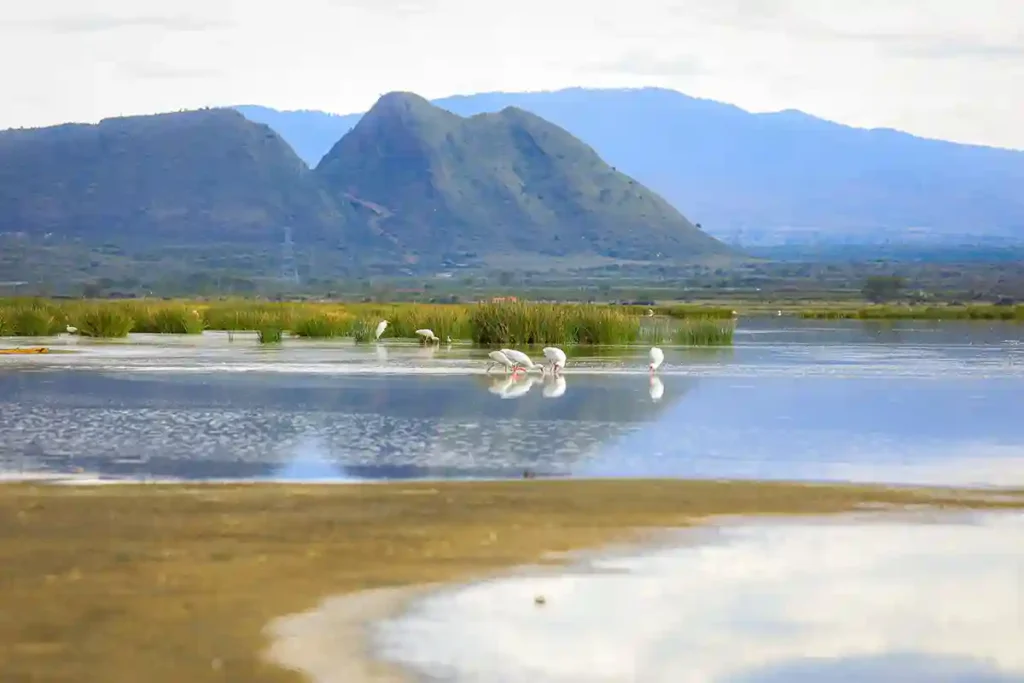 Lake Elementaita self-drive holiday to explore Kenya’s Great Rift Valley – October to mid-December