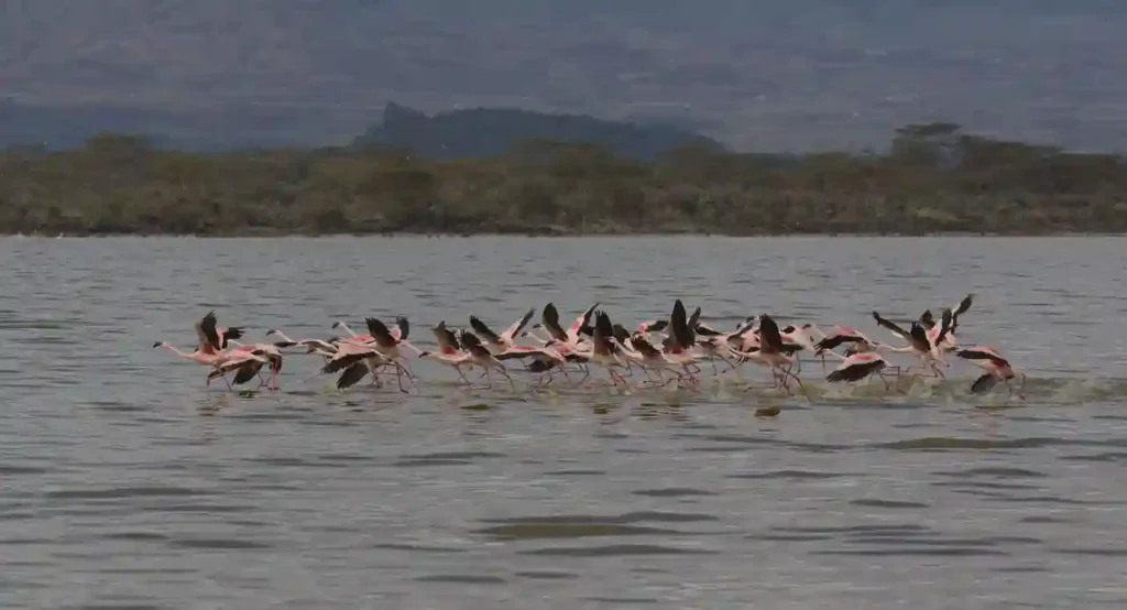 Lake Nakuru flamigo