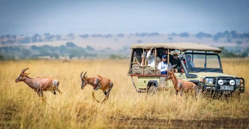 3-day Maasai Mara safari with Land Cruiser – November to mid-December