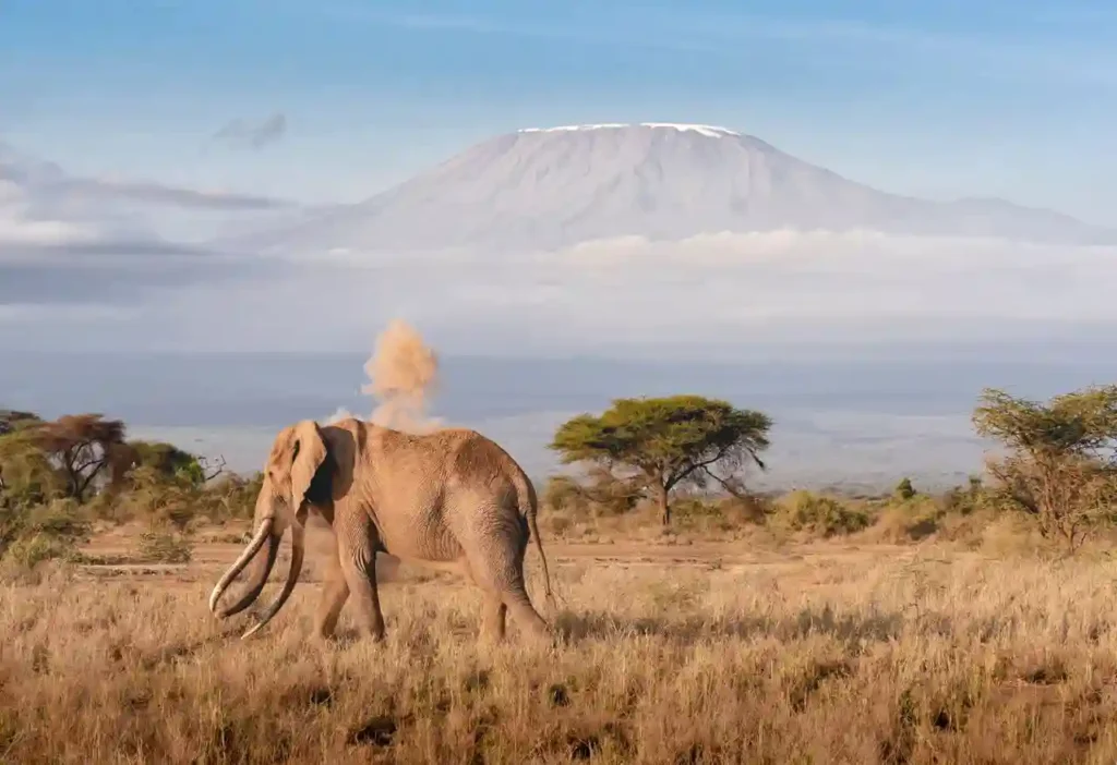 3-day Amboseli safari with Land Cruiser – October to mid-December