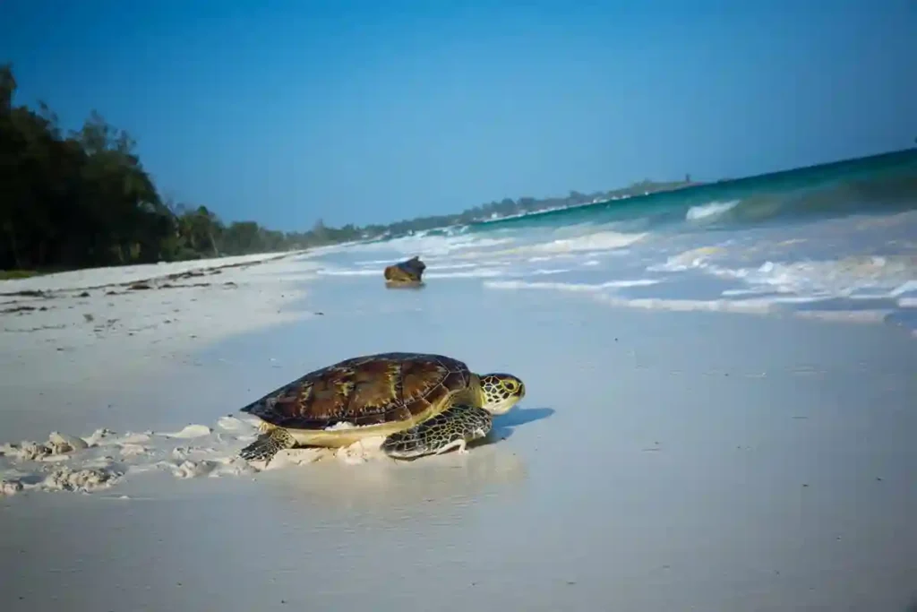 watamu-beaches-bg1
